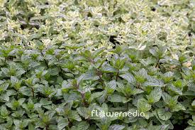 Attēlu rezultāti vaicājumam “Mentha x piperita leaf”