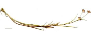 Attēlu rezultāti vaicājumam “Juncus articulatus”