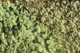 Attēlu rezultāti vaicājumam “Cladonia parasitica”
