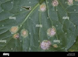 Attēlu rezultāti vaicājumam “Puccinia sessilis”