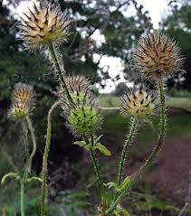 Image result for Dipsacus pilosus
