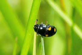 Attēlu rezultāti vaicājumam “Glischrochilus hortensis”