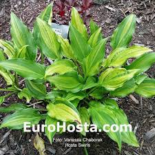 Attēlu rezultāti vaicājumam “Hosta sp.”