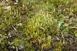 Attēlu rezultāti vaicājumam “Splachnum ampullaceum sporophyte”