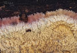 Attēlu rezultāti vaicājumam “Phlebia centrifuga”