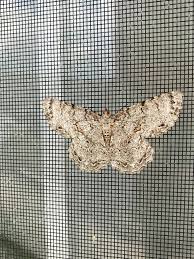 Attēlu rezultāti vaicājumam “Hemicrepidius sp.”