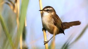 Image result for Acrocephalus aedon