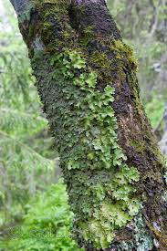 Attēlu rezultāti vaicājumam “Lobaria amplissima”