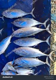 Image result for Euthynnus alletteratus