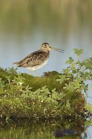 Image result for Gallinago delicata