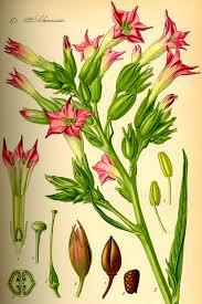 Attēlu rezultāti vaicājumam “Nicotiana tabacum”