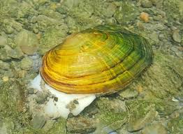 Attēlu rezultāti vaicājumam “Unio crassus”