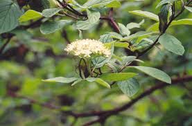 Attēlu rezultāti vaicājumam “Cornus sericea fruit”
