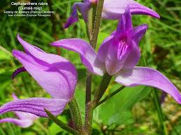 Attēlu rezultāti vaicājumam “Cephalanthera rubra leaf”