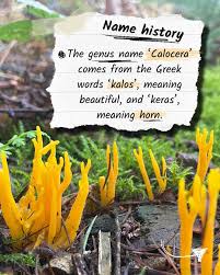 Attēlu rezultāti vaicājumam “Calocera viscosa”