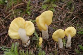 Attēlu rezultāti vaicājumam “Spathularia flavida”