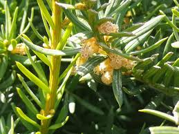 Attēlu rezultāti vaicājumam “Taxus baccata female flower”