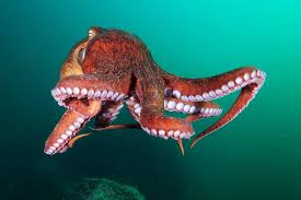 Image result for Enteroctopus dofleini