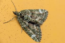 Attēlu rezultāti vaicājumam “Chloroclysta siterata”