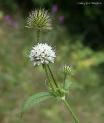 Image result for Dipsacus pilosus