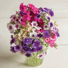 Image result for Phlox drummondii