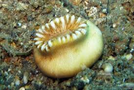 Attēlu rezultāti vaicājumam “Leiocolea heterocolpos”