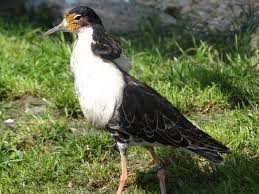 Attēlu rezultāti vaicājumam “Philomachus pugnax”