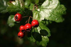 Attēlu rezultāti vaicājumam “Crataegus laevigata bud”