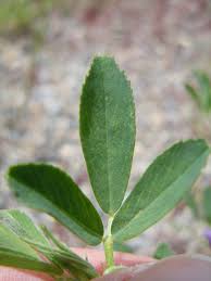 Attēlu rezultāti vaicājumam “Medicago sativa subsp. sativa”