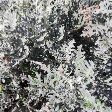 Image result for Cineraria maritima