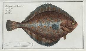Image result for Pleuronectes platessa