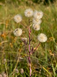 Attēlu rezultāti vaicājumam “Erigeron acris flower”