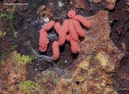 Attēlu rezultāti vaicājumam “Arcyria denudata”