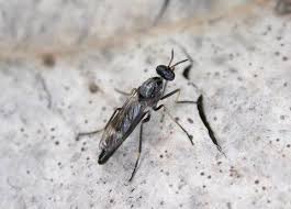 Attēlu rezultāti vaicājumam “Therevidae”