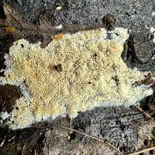 Attēlu rezultāti vaicājumam “Lignydium muscorum”