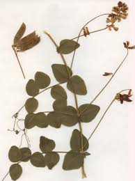 Attēlu rezultāti vaicājumam “Vicia pisiformis”