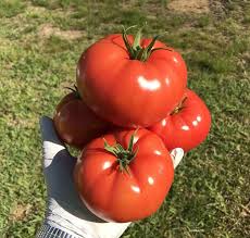 Afbeeldingsresultaat voor dark purple beefsteak tomato