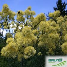 Attēlu rezultāti vaicājumam “Thalictrum flavum fruit”