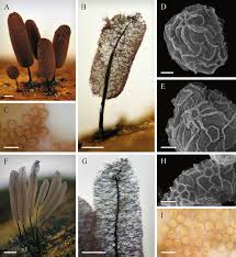 Attēlu rezultāti vaicājumam “Stemonitopsis hyperopta”