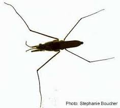 Attēlu rezultāti vaicājumam “Gerridae”