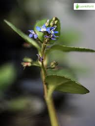 Attēlu rezultāti vaicājumam “Veronica beccabunga flower”