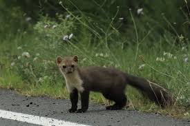 Attēlu rezultāti vaicājumam “Martes foina”
