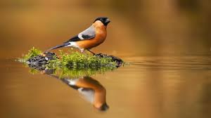 Attēlu rezultāti vaicājumam “Pyrrhula pyrrhula male”