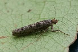 Attēlu rezultāti vaicājumam “Ypsolophidae”