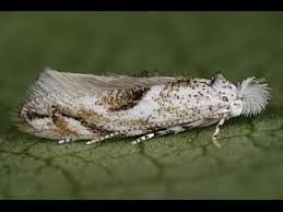 Attēlu rezultāti vaicājumam “Bucculatrix rhamniella”