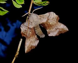 Attēlu rezultāti vaicājumam “Laothoe populi imago”