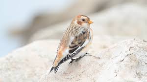 Attēlu rezultāti vaicājumam “Plectrophenax nivalis”