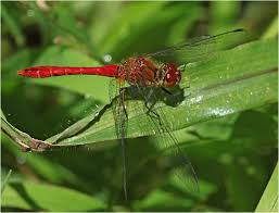 Attēlu rezultāti vaicājumam “Sympetrum sanguineum male”