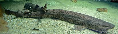 Image result for Scyliorhinus stellaris