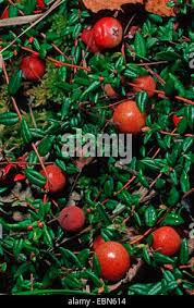 Attēlu rezultāti vaicājumam “Oxycoccus palustris leaf”